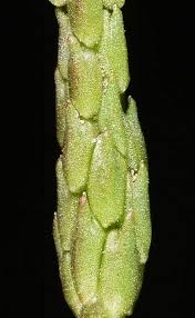 Attēlu rezultāti vaicājumam “Myosurus minimus”