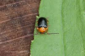 Attēlu rezultāti vaicājumam “Cryptocephalus pusillus”