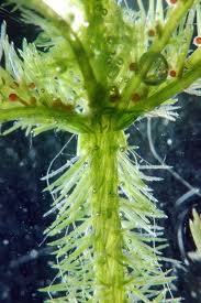 Attēlu rezultāti vaicājumam “Chara polyacantha”