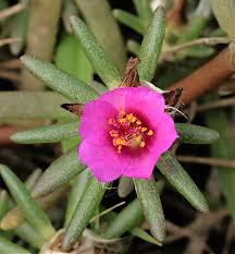 Attēlu rezultāti vaicājumam “Portulaca oleracea flower”