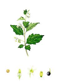 Attēlu rezultāti vaicājumam “Solanum nigrum flower”