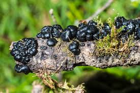 Attēlu rezultāti vaicājumam “Exidia glandulosa”