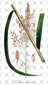 Attēlu rezultāti vaicājumam “Glyceria maxima fruit”