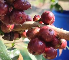 Attēlu rezultāti vaicājumam “Rosa subcanina fruit”