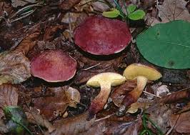 Attēlu rezultāti vaicājumam “Xerocomus rubellus”