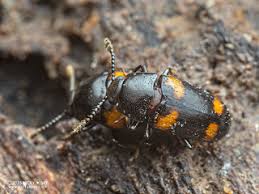 Attēlu rezultāti vaicājumam “Erotylidae”