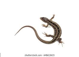 Attēlu rezultāti vaicājumam “Lacerta agilis”