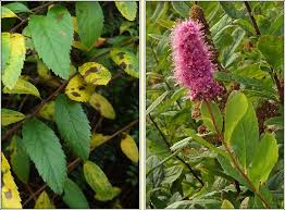 Attēlu rezultāti vaicājumam “Spiraea salicifolia flower”
