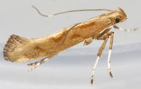 Attēlu rezultāti vaicājumam “Calybites phasianipennella”