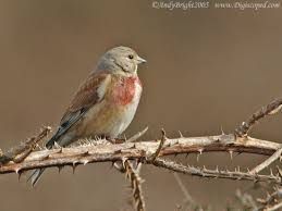 Attēlu rezultāti vaicājumam “Carduelis cannabina adult”