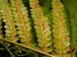 Attēlu rezultāti vaicājumam “Dryopteris”