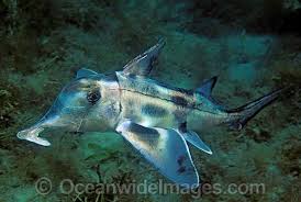 Image result for Callorhinchus capensis