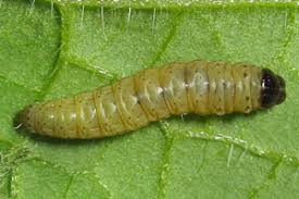 Attēlu rezultāti vaicājumam “Thiodia citrana”