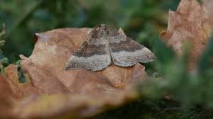 Attēlu rezultāti vaicājumam “Larentia clavaria”