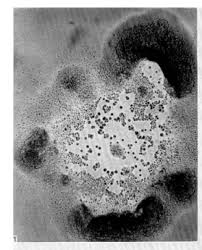 Attēlu rezultāti vaicājumam “Didymium nigripes young”