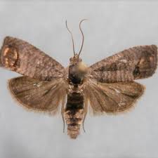 Attēlu rezultāti vaicājumam “Cydia pomonella”