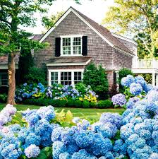 Attēlu rezultāti vaicājumam “Hydrangea”