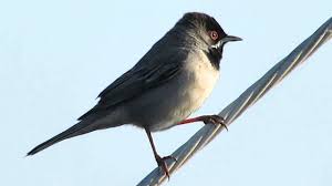 Image result for Sylvia rueppelli