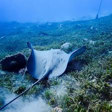 Image result for Bathytoshia centroura