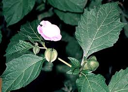 Attēlu rezultāti vaicājumam “Nicandra physalodes fruit”