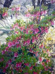 Attēlu rezultāti vaicājumam “Enkianthus chinensis”