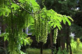 Attēlu rezultāti vaicājumam “Pterocarya fraxinifolia flower”