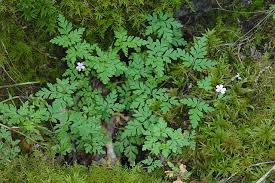 Attēlu rezultāti vaicājumam “Geranium robertianum leaf”