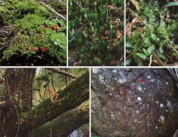 Attēlu rezultāti vaicājumam “Philonotis sporophyte”