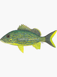 Image result for Haemulon sciurus