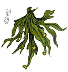 Attēlu rezultāti vaicājumam “Ramalina calicaris”