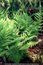 Attēlu rezultāti vaicājumam “Athyrium filix-femina”