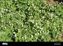 Attēlu rezultāti vaicājumam “Isopyrum thalictroides”