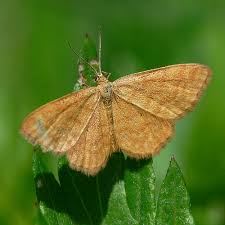 Attēlu rezultāti vaicājumam “Idaea serpentata”