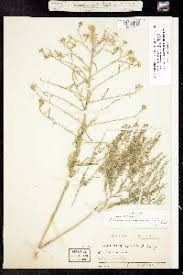 Attēlu rezultāti vaicājumam “Lepidium densiflorum”