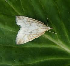 Attēlu rezultāti vaicājumam “Udea lutealis”