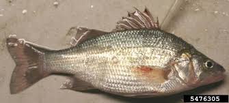 Image result for Morone americana