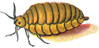 Attēlu rezultāti vaicājumam “Orgyia antiqua imago”