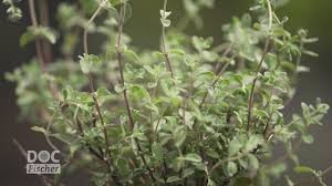 Image result for Majoran