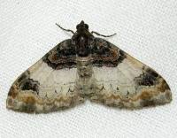 Attēlu rezultāti vaicājumam “Catarhoe cuculata”