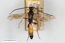 Attēlu rezultāti vaicājumam “Diphyus latebricola”