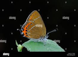 Attēlu rezultāti vaicājumam “Satyrium pruni underside”