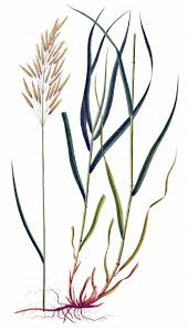 Attēlu rezultāti vaicājumam “Bromopsis inermis fruit”