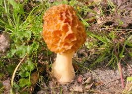 Attēlu rezultāti vaicājumam “Morchella esculenta”