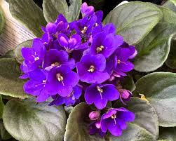 Image result for Saintpaulia ionantha Culitvar