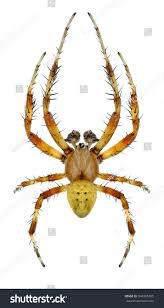 Attēlu rezultāti vaicājumam “Araneus quadratus”