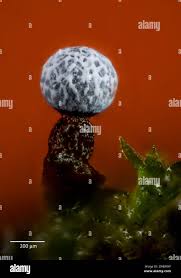 Attēlu rezultāti vaicājumam “Physarum bivalve young”