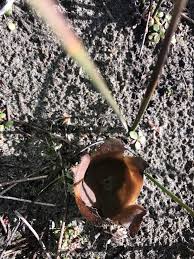 Attēlu rezultāti vaicājumam “Peziza ammophila”