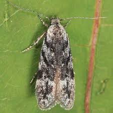 Attēlu rezultāti vaicājumam “Carpatolechia proximella”