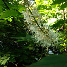 Attēlu rezultāti vaicājumam “Juglans cinerea flower”