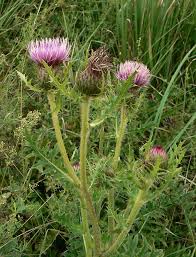 Attēlu rezultāti vaicājumam “Cirsium x rigens”